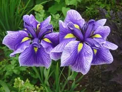 Iris japonica