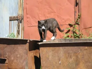 Isten a macska - háziasítása alfaj felis silvestris catus