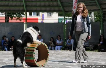 Italiană Archibald a devenit cel mai bun la show câine în insula