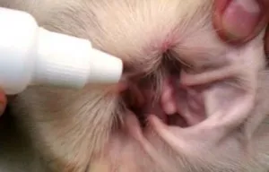 Как да се чисти ушите на Шпиц