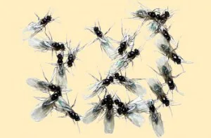 Hogyan lehet megszabadulni a szúnyogok a konyhában, és a növények - tippeket jegyzet