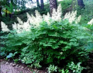 Ce plante pentru a planta în umbra grădină sau la domiciliu