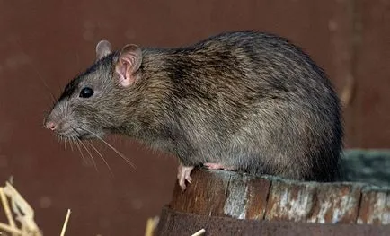 Cum să scapi de șobolani în cooperare pui metode eficiente