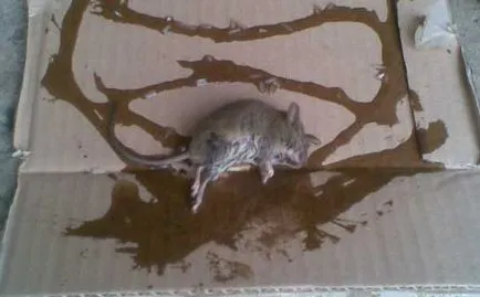 Cum să scapi de șoareci la cabana în timpul iernii
