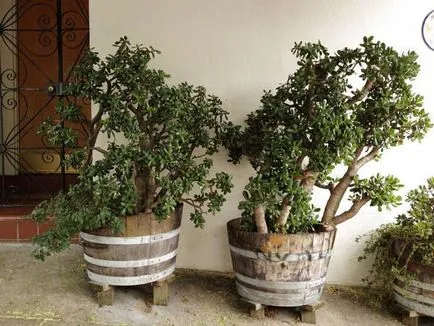 Hogyan kell helyesen koszorút képeznek és a csomagtér Jade létrehozásának szabályait bonsai fa pénz -