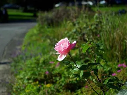 Cum de a fotografia flori de amenajare a teritoriului