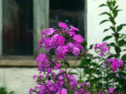 Cum de a fotografia flori de amenajare a teritoriului