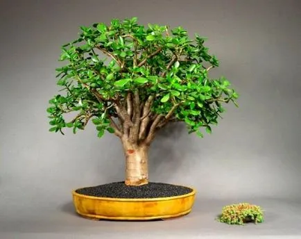 Hogyan kell helyesen koszorút képeznek és a csomagtér Jade létrehozásának szabályait bonsai fa pénz -