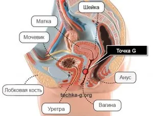 Cum de a găsi punctul unei femei g - litera g