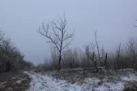 хрътки гони заек в Дяково гора, новини Саратов област - информация