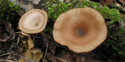 Clitocybe (ciuperci) - tipuri, descriere, fotografii, titluri