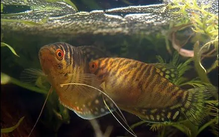 Marmura compatibilitate de conținut Gourami, hrănire, reproducere, puiet de pește, hrană pentru prăji,