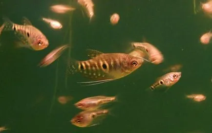 Marmura compatibilitate de conținut Gourami, hrănire, reproducere, puiet de pește, hrană pentru prăji,