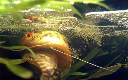 Marmura compatibilitate de conținut Gourami, hrănire, reproducere, puiet de pește, hrană pentru prăji,