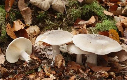 Clitocybe (ciuperci) - tipuri, descriere, fotografii, titluri