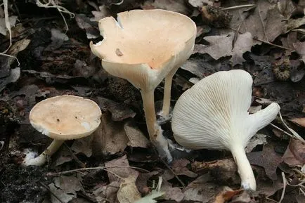 Clitocybe (ciuperci) - tipuri, descriere, fotografii, titluri