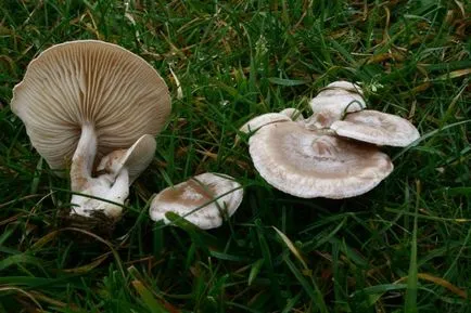 Clitocybe (ciuperci) - tipuri, descriere, fotografii, titluri