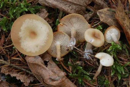 Clitocybe (ciuperci) - tipuri, descriere, fotografii, titluri