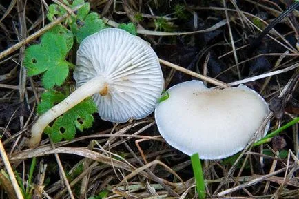 Clitocybe (гъби) - видове, описание, снимки, заглавия