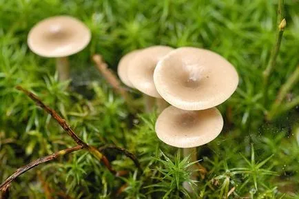 Clitocybe gomba érdekes, de kevéssé ismert