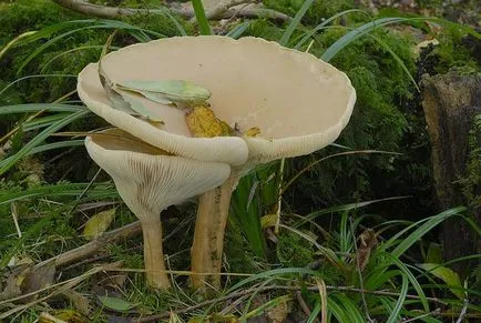 Clitocybe gomba érdekes, de kevéssé ismert