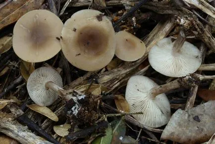 Clitocybe (ciuperci) - tipuri, descriere, fotografii, titluri