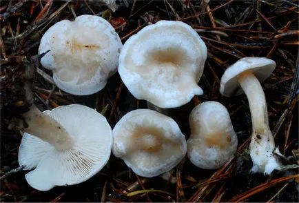 Clitocybe gomba érdekes, de kevéssé ismert