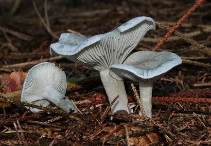 Clitocybe (ciuperci) - tipuri, descriere, fotografii, titluri