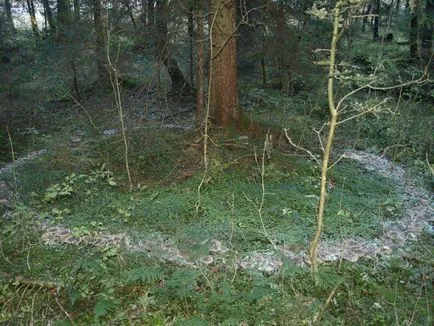 Clitocybe (ciuperci) - tipuri, descriere, fotografii, titluri