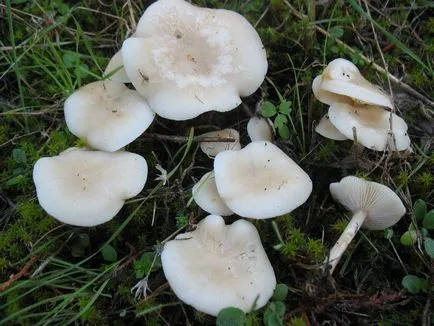 Clitocybe (ciuperci) - tipuri, descriere, fotografii, titluri