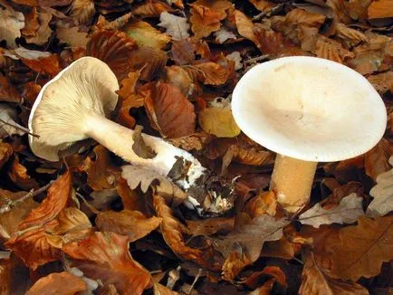 Clitocybe (ciuperci) - tipuri, descriere, fotografii, titluri