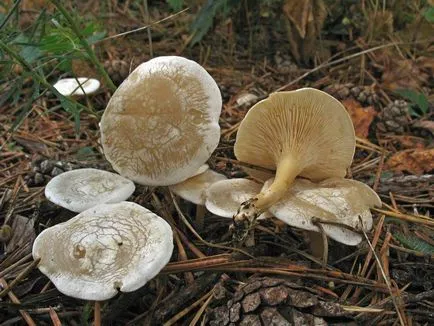 Clitocybe (ciuperci) - tipuri, descriere, fotografii, titluri