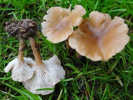 Clitocybe (ciuperci) - tipuri, descriere, fotografii, titluri