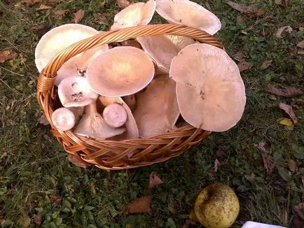 Clitocybe (ciuperci) - tipuri, descriere, fotografii, titluri