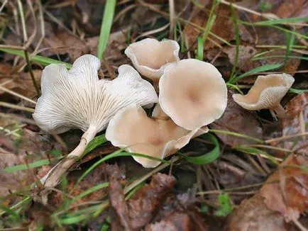 Clitocybe (ciuperci) - tipuri, descriere, fotografii, titluri