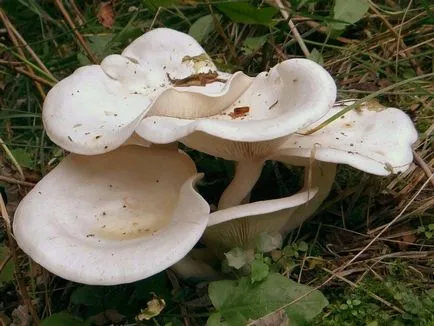 Clitocybe (ciuperci) - tipuri, descriere, fotografii, titluri