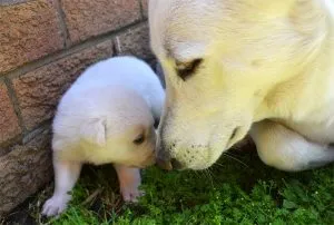 Hogyan elválaszt egy kiskutya husky harapós kiskutyám