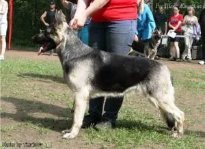 Cum se intarca un husky catelus musca catelusul meu