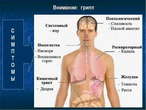 Как да се пие мазнини мармот при кашляне, всички от кашлица и възпалено гърло