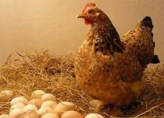 Как да се определи възрастта на кокошките носачки КРУ външни влияния nayayenoskost