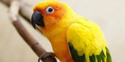 Hogyan elválaszt egy papagáj harapás és viselkednek agresszíven - magazin