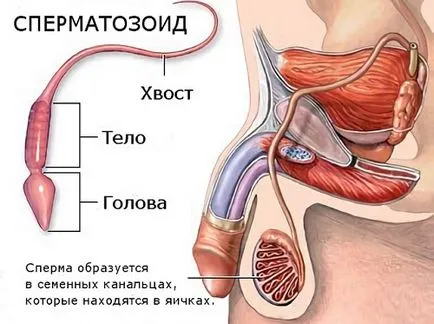 Какви са последиците от марихуана върху потентността и как да се премахне последствията