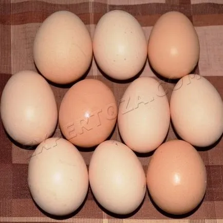 Как да се разграничи домашно яйце от магазини, expertoza