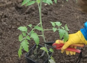 Hogyan növény paradicsom üvegházban - egyszerű szabályokat jó termés