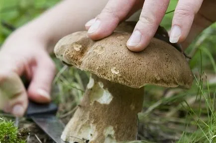 Hogyan, hogy összegyűjtse gombák, amelyek nem mérgezett