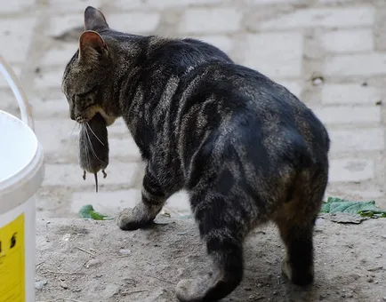 Hogyan kell helyesen törődnek a Manx (Manx macska)