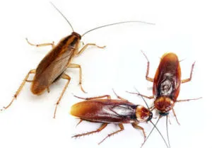 Как да се размножават домашните хлебарки