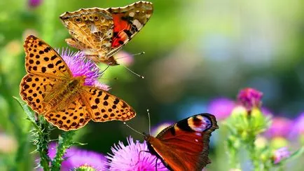 Как да създадете пеперуда градина, женски съвети