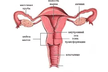 Mi a méhnyak menstruáció előtt