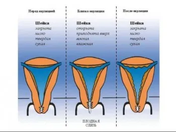 Mi a méhnyak menstruáció előtt